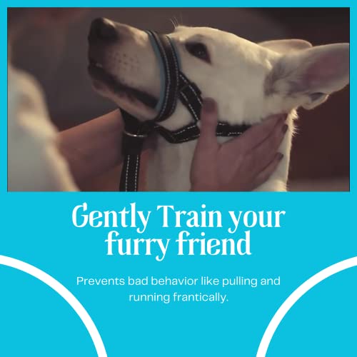 Reflective Adjustable Dog Head Collar & No Pull Leash, Gentle Padded Headcollar & Harness Halter For Training Medium Dogs, Bright Blue #TOP2