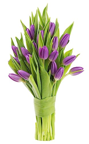 KaBloom PRIME NEXT DAY DELIVERY - Mother’s Day Collection - PREMIUM 20 Purple Tulips | Gift for Birthday, Sympathy, Anniversary, Get Well, Thank You, Valentine, Mother’s Day Fresh Flowers
