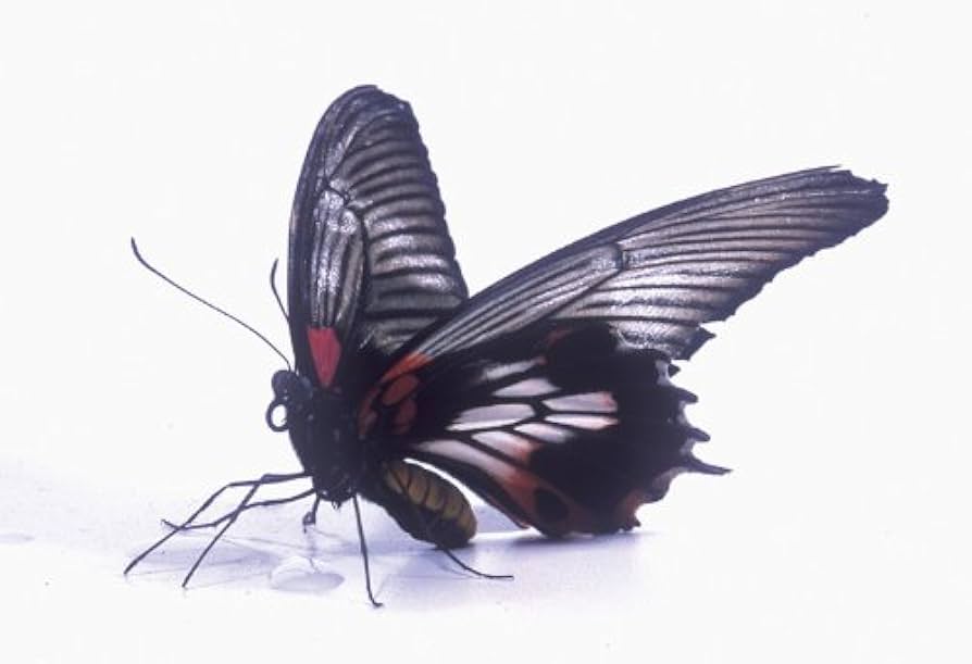 その他 Bugs! A Rainforest Adventure [DVD] Amazon.com: Bugs! (3D & 2D) [ NON-USA FORMAT, Blu-Ray, Reg.B