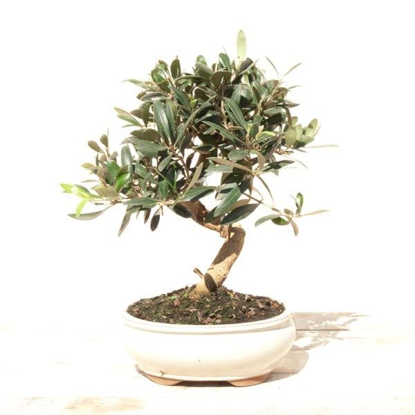 BONSAI OLIVO SILVESTRE 7 AÑOS (ACEBUCHE)