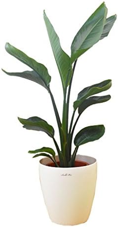 Amazon ストレリチア オーガスタ mサイズ ラスターポット付 観葉植物 オンライン通販 Amazon ストレリチア オーガスタ mサイズ ラスターポット付 観葉植物 オンライン通販