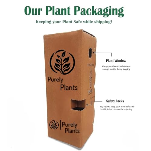 Image of live plants (ANAR FRUIT PLANT)