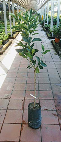 Pianta di arance Albero arancio Tarocco Monreale - Imballaggio speciale protettivo