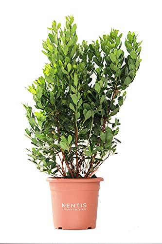 KENTIS - Erdbeerbaum Arbutus Unedo Winterharte Pflanzen für Garten Immergrun Echte Pflanze - Hoch 80-100 cm Topf Ø 24 cm