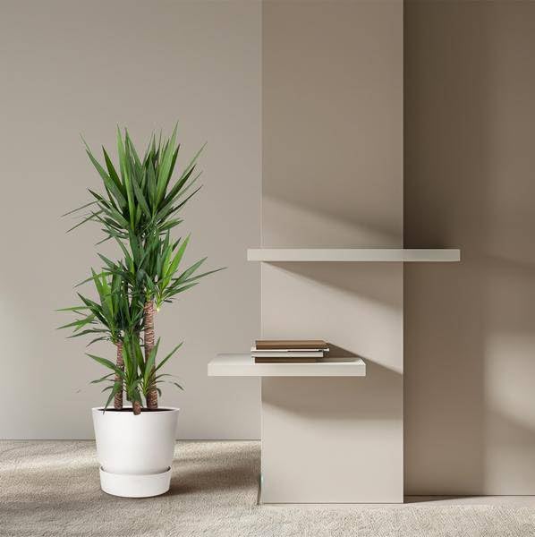 Yucca Elephantipe - 180 cm - Ø 34