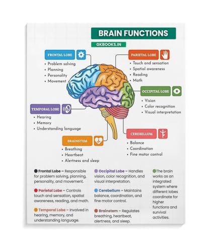 Parts of the Brain Poster Lobes Functions Educational Chart Canvas Wall-Art for Learning Center Homeschool Room Decor(Unframed,1
