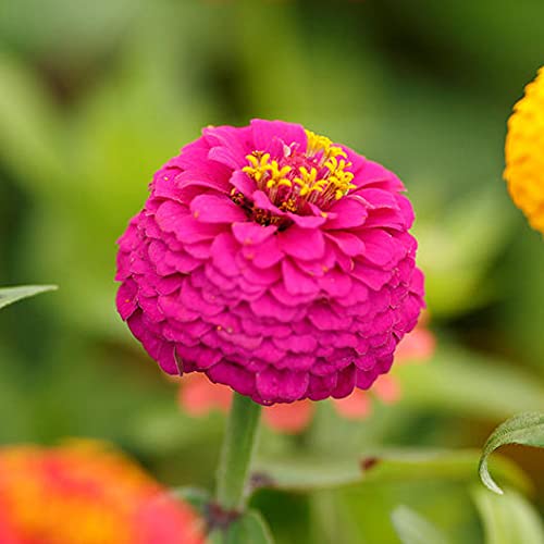 Zinnia Seeds Double Hybrid (B09F2Y8RB3) Amazon Price History, Amazon Price Tracker
