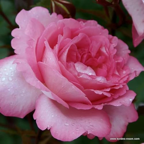 2x Rosier 'Eliza' – Kordes Eleganza® rose – Plant-o-fix-pot | Grandes fleurs roses, parfum délicat