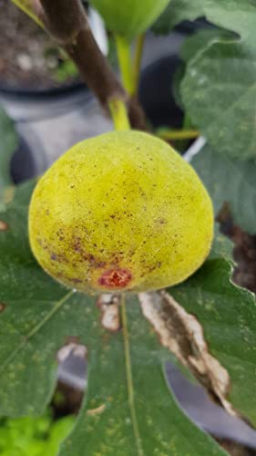 Ficus carica 'Lattay' / Figuier 'Lattay' / Conteneur de 2 à 2.9 litres