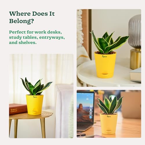 Ugaoo Sansevieria Golden Hahnii Snake Plant With Self Watering Pot (Image - 6)