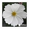 Caribou Seed Company | Ivory Inspiration | White Flower Seed Kit | White Cosmos, Polar White Zinnia, Bridal Silk Poppy, Royal White Sweet Pea | Fresh Canadian Seed #2