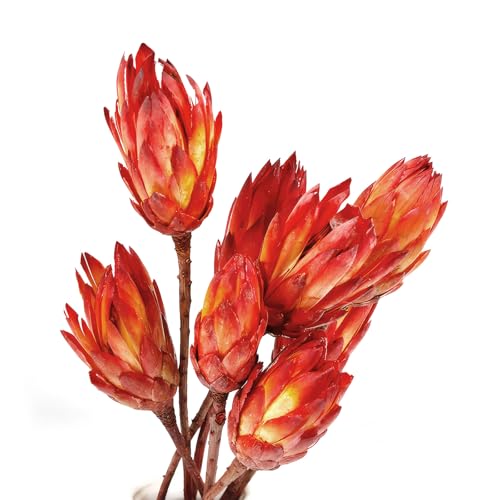 5 flores protea secas para decoración interior miniatura 1