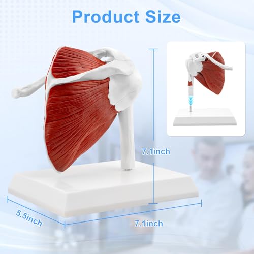 Image of TYRRDE Muscled Shoulder Joint Model, 1:1 Life Size Human Body Right Shoulder Anatomy Model with Ligaments, Clear Muscle Lines, Durable Structure, 3D Removable Base, Manual for Medical Educational Training