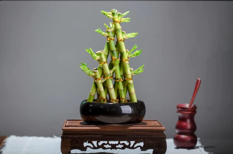 See full amazon price history chart for Unnati 9 Group Unnati9Group Pyramid Lucky Bamboo Plant Without Pot For Gifting | Home Decor | Tabletop | Office Desk (Three Layer) Unnati 9 Group Unnati9Group Pyramid Lucky Bamboo Plant Without Pot For Gifting | Home Decor | Tabletop | Office Desk (Three Layer) (B0BF64CLZP) Amazon Price History, Amazon Price Tracker