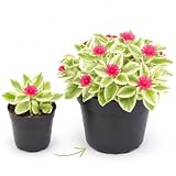 Variegated Baby Sun Rose Plant, Trailing Succulent 2'' Pot for Ground Cover