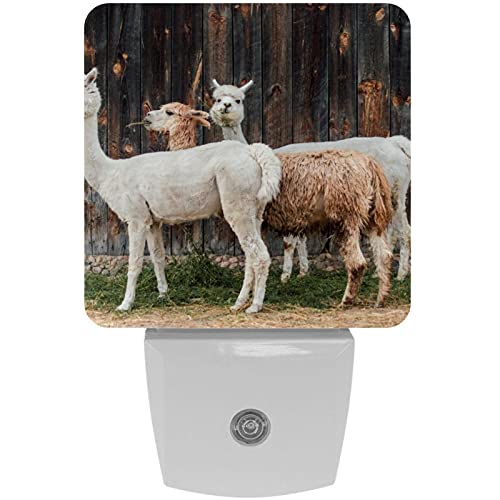 Veilleuse LED automatique crépusculaire Alpaga Cottage en laine x2