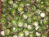 Thai Eggplant Avg 10 Lb Case - Exotic Green Striped Variety for Gourmet Asian Dishes, Bulk Supply for Culinary Professionals