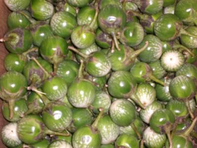 Thai Eggplant Avg 10 Lb Case - Exotic Green Striped Variety for Gourmet Asian Dishes, Bulk Supply for Culinary Professionals