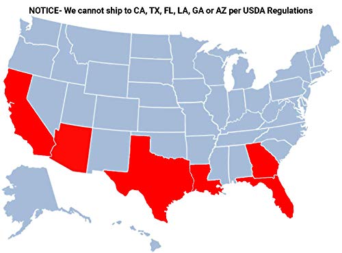 Brighter Blooms - Cara Cara Naval Orange Tree, 2-3 Ft. - Outdoor Succulent Fruit Plant - No Shipping To Az, Ca, Fl, Ga, La, Or, Al, Or Tx #TOP4