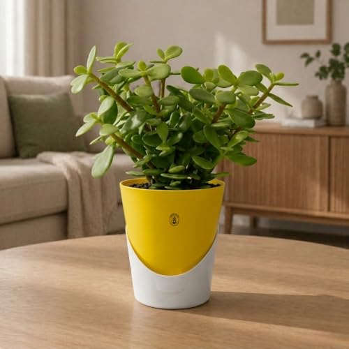 Image of Urban Upvan 4 Inch Self Watering Pot with Jade Plant | Indoor Decorative Planter with Drainage System | Ideal for Home, Office & Desk Decor | Yellow