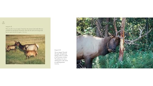 Deer World objet décoration faune forêt et accessoire design maison tendance