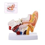 SFXYJ Ear Model 1.5X Enlarged Human, Ear Anatomy Model Outer Middle Inner Ear Model Professional PVC for Science Classroom Medical Anatomy and Physiology Study Teaching