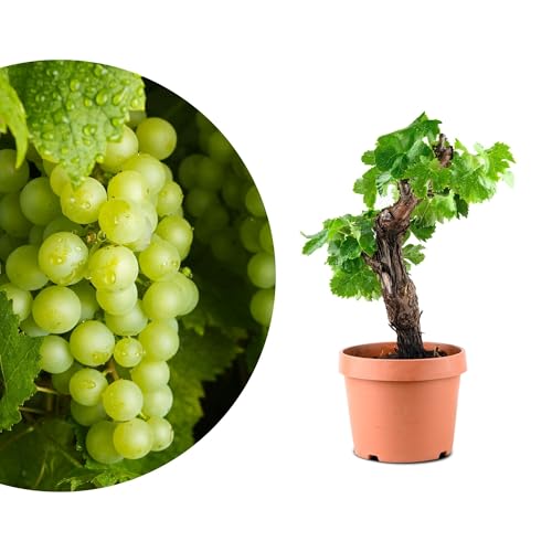 Meine Orangerie - exklusive Vitis Vinifera Weinrebe in Bonsai Form Premium Weinrebe pflegeleichter Indoor- und Outdoor-Bonsai dekorative und langlebige Pflanze für Haus und Garten (Ø12cm Topf)