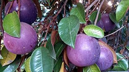 5pcs Purple Star Apple Tree