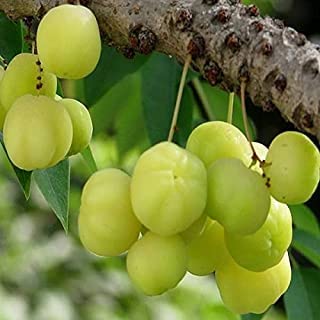 See full amazon price history chart for Bhumi Enterprise Indian Star Gooseberry Plant, Nellika, Malay Gooseberry, Noyal,Royal Fol Live Plant Bhumi Enterprise Indian Star Gooseberry Plant, Nellika, Malay Gooseberry, Noyal,Royal Fol Live Plant (B0BTY3TKHK) Amazon Price History, Amazon Price Tracker
