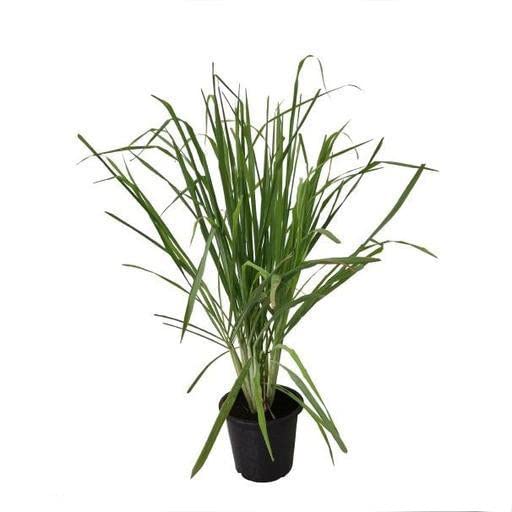 Lemongrass Natural Hierba de Exterior Usada Tradicionalemente como Repelente de Mosquitos