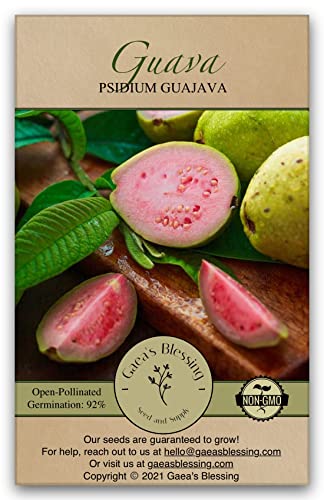 Gaea's Blessing Seeds - Guava Seeds - Heirloom Non-GMO Seeds with Easy to Follow Instructions 90% Germination Rate