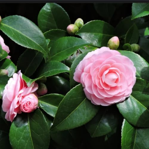 Image of Camellia Pink Perfection flower Live Plant Rare Hybrid (Plant Height 1.5-2.5 Feet) Live Flower Plant for Home garden Indoor Outdoor Shrubs Tree
