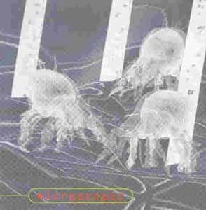 Amazon.co.jp A Poke In The Eye...With A Sharp Stick ミュージック