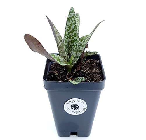 Silver Squill Leopard Lily Houseplant | Ledebouria Socialis Succulent Plant In 3" Pot (Ships From Malibu Tropical Nursery In California) #TOP6