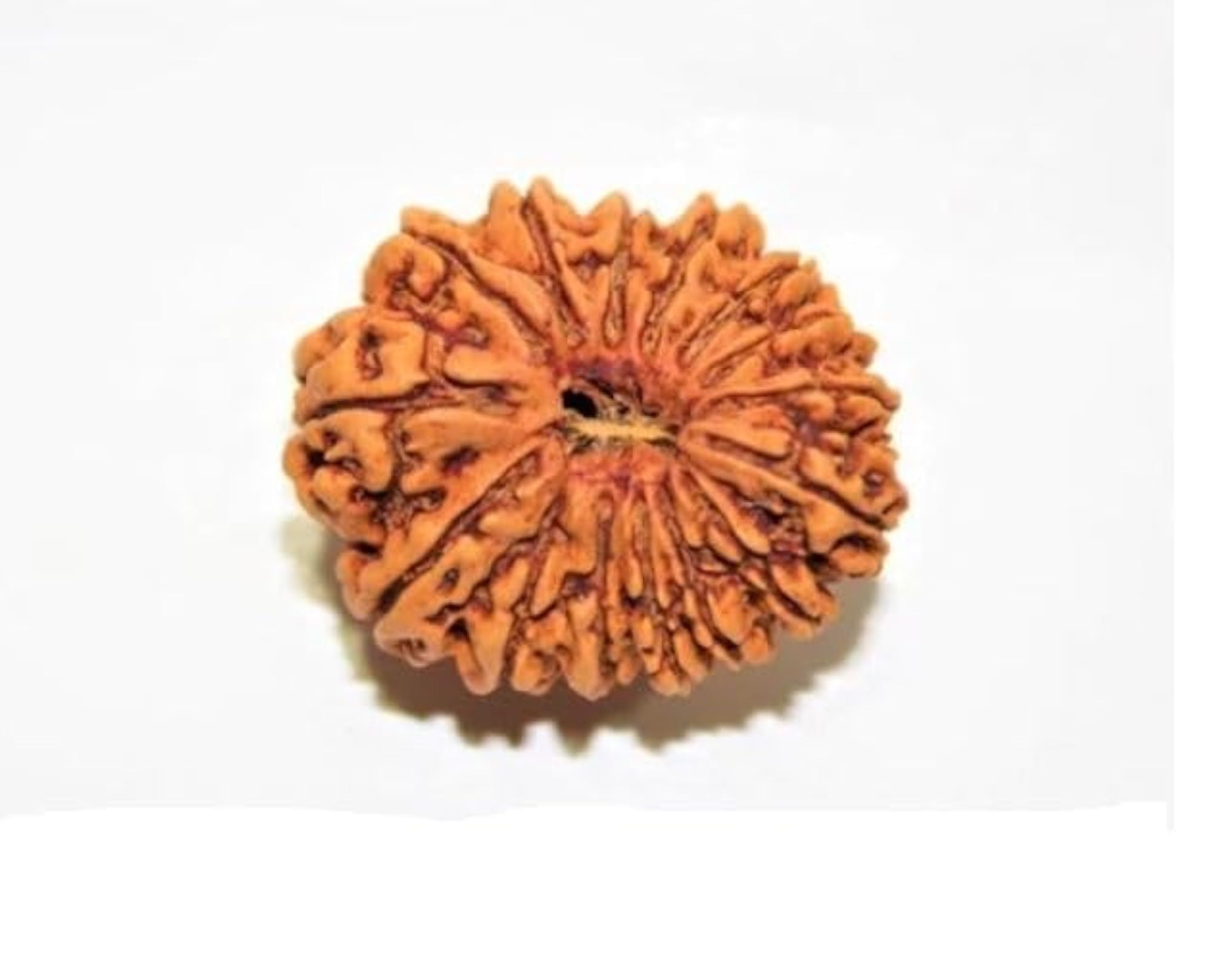 15 Mukhi Rudraksha Original Certified, Spiritual Bead