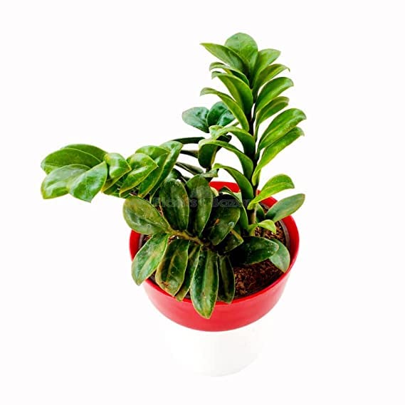 M S Plants Promo Code at Jason Andrews blog