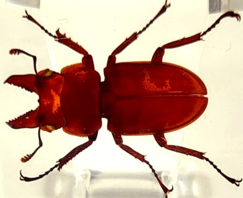 Image of 44mm Real Golden Stag Beetle in Crystal Clear Lucite Resin Specimen Preserved Insect Bugs Taxidermy Crafts Collection for Biology Science Education & Desk Ornament Display Supplies Small Paperweight