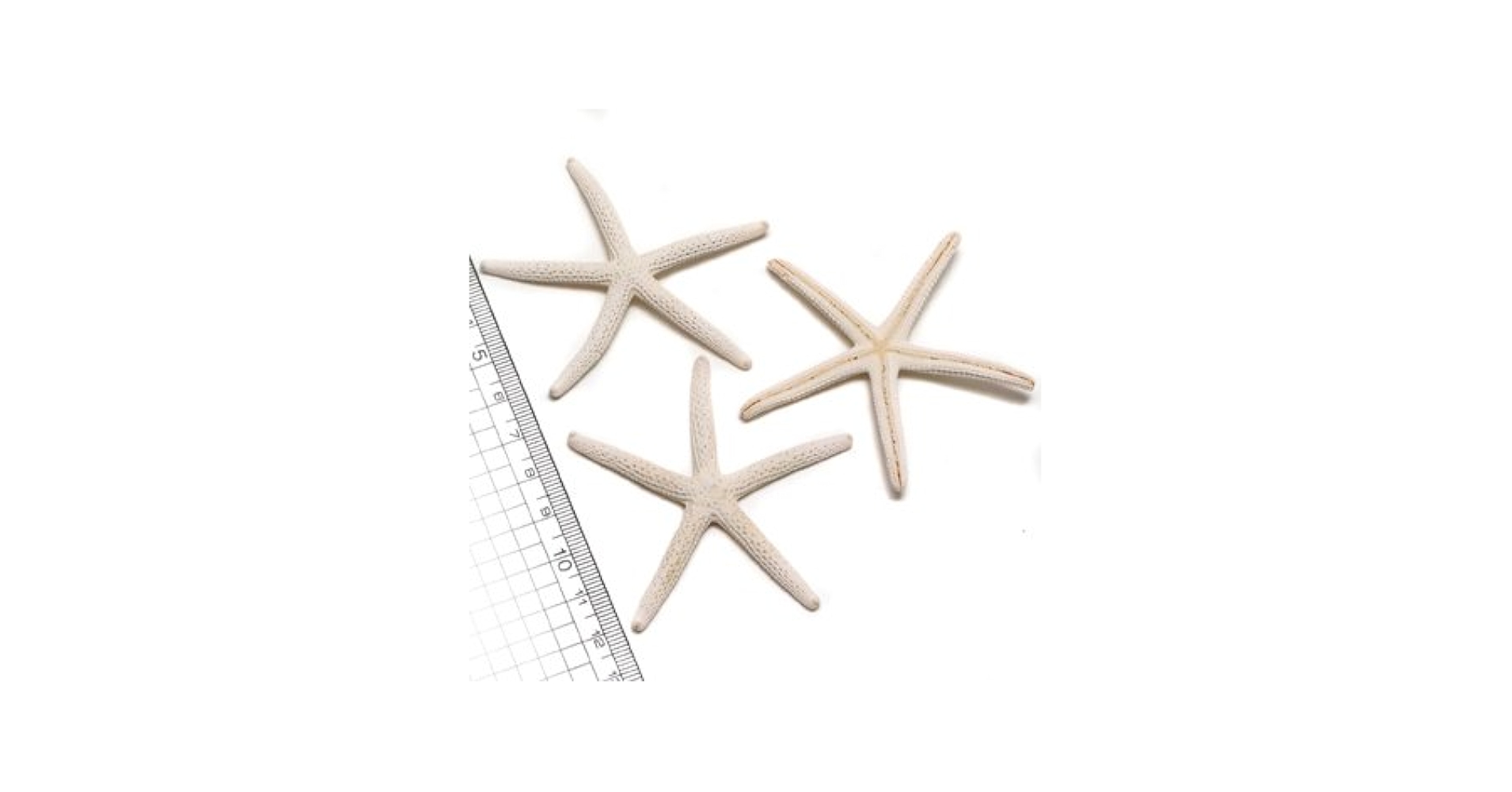 ぱぴぷぺぽっけアラシャン　人魚貝パーツ　8-26 ぱぴぷぺぽっけアラシャン 人魚貝パーツ 8-26 ぱぴぷぺぽっけ