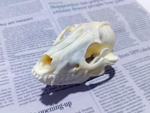 Animal Specimen Real Animal Skull Specimen Taxidermy Cleaned Skull Collection Fox, cat, Mink, Crocodile, Dog, Raccoon, Snake, Rabbit, Goat ，Muskrat，Nutria，Fox's paw (10pcs,Raccoon)