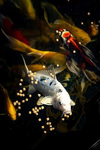 Blue-Ridge-Fish-Food-Pellets-Koi-and-Goldfish-Growth-Formula-Mini-Floating-Pellet-Balanced-Diet