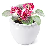 Lovely Ran African Violet Flower Pot Ceramic Self...