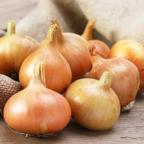 Carbeth Plants Onion Sets 100 x Setton Vegetable Bulbs