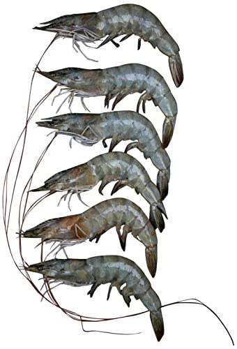 Lulu Fresh Farmed Prawns Large - 500g - Whole Cleaned