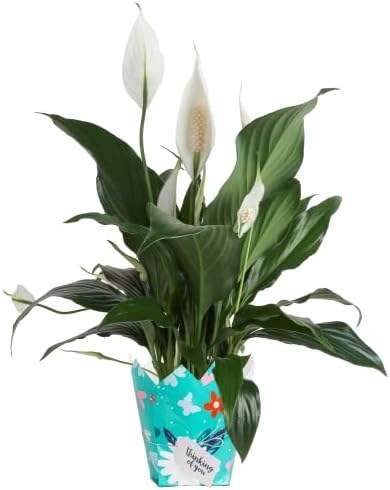 Costa Farms Peace Lily Live Plant, Indoor Houseplant with White Flowers, Room Air Purifier in Thinking of You Gift Wrap Planter, Potting Soil, Gift Idea for Mom, Dad, Family, Friends, 15-Inches Tall