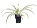 Ocean Spider Plant - 2 Plants - Easy to Grow - Cleans The Air - New - 3" Pots