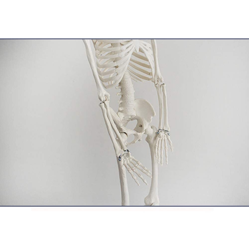 Model anatomiczny ludzki szkielet model - medyczny anatomiczny model kości ludzkiego szkieletu - materiał PCW model kości ludzkiej - do nauki nauczania model medyczny