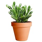 Crassula Ovata Hobbit con Maceta de Cerámica DECOALIVE Crassula Ovata Gollum Planta Natural