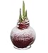 The Three Company Easy Care Waxed Amaryllis (Snow Flecked), Red