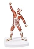 Vision Scientific VAM437 Muscular Figure - 8 Inch Model | Displays Human Musculature | Illustrates Major Muscles of Body Work