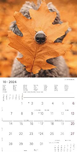 Funny Dogs 2024 - Broschürenkalender 30x30 cm (30x60 geöffnet) - Kalender mit Platz für Notizen - Hunde - Bildkalender - Wandkalender - Hundekalender